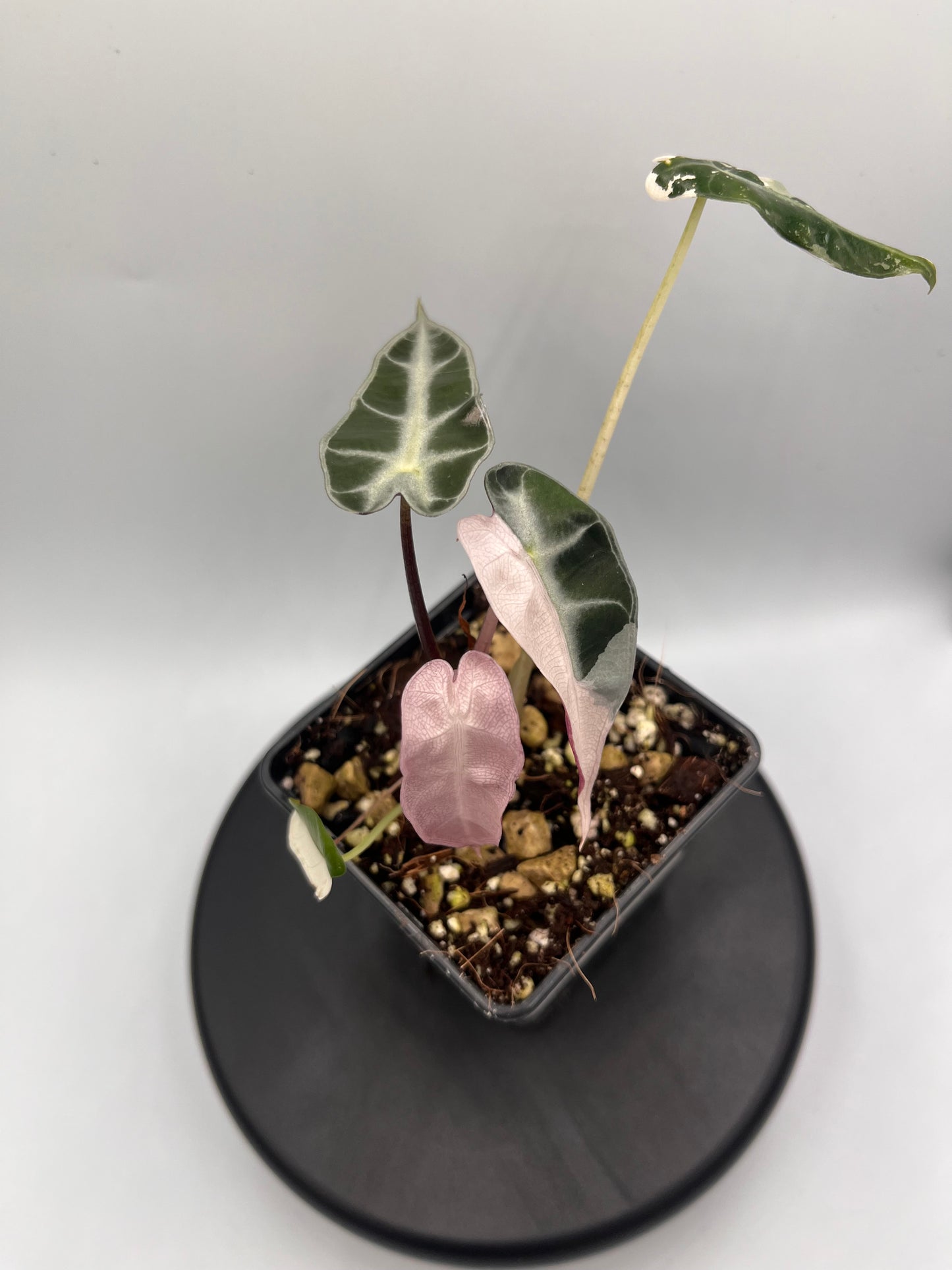 Alocasia Bambino pink variegated