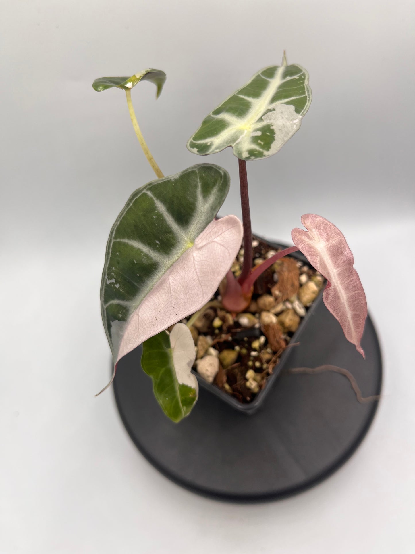 Alocasia Bambino pink variegated