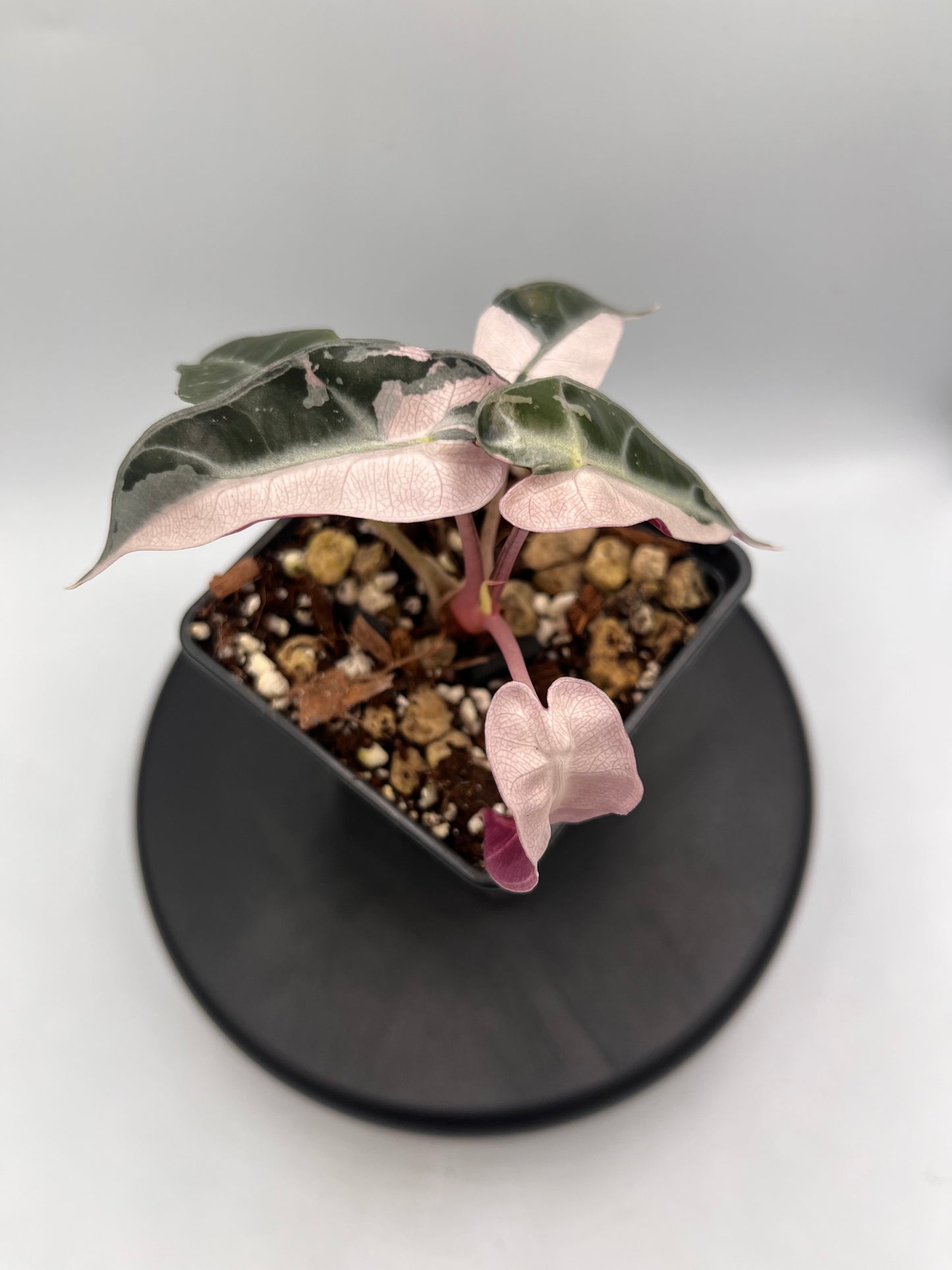 Alocasia Bambino pink variegated