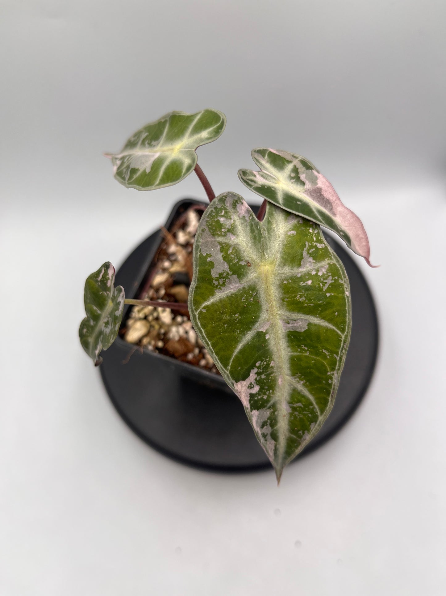 Alocasia Bambino pink variegated
