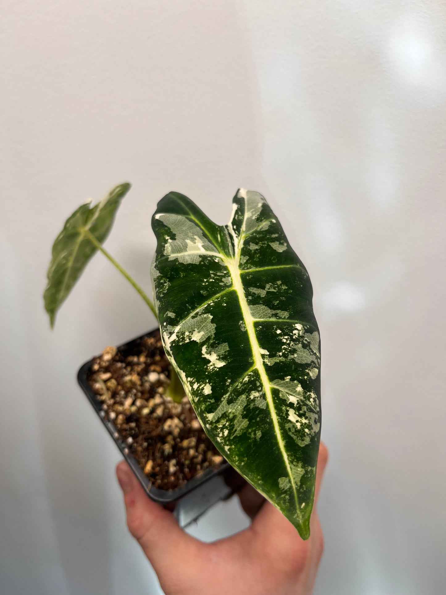 Alocasia Frydek #1