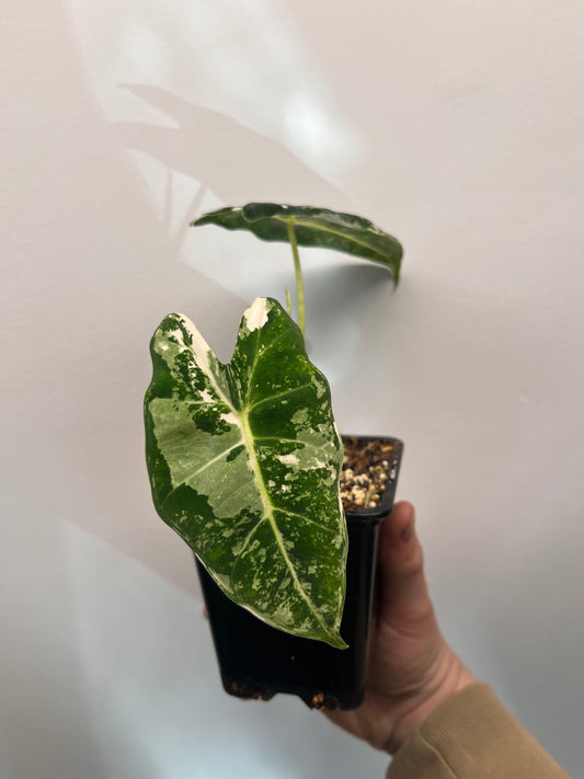 Alocasia Frydek #1