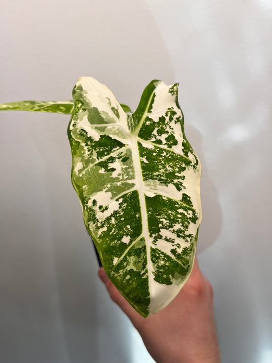 Alocasia Frydek #2