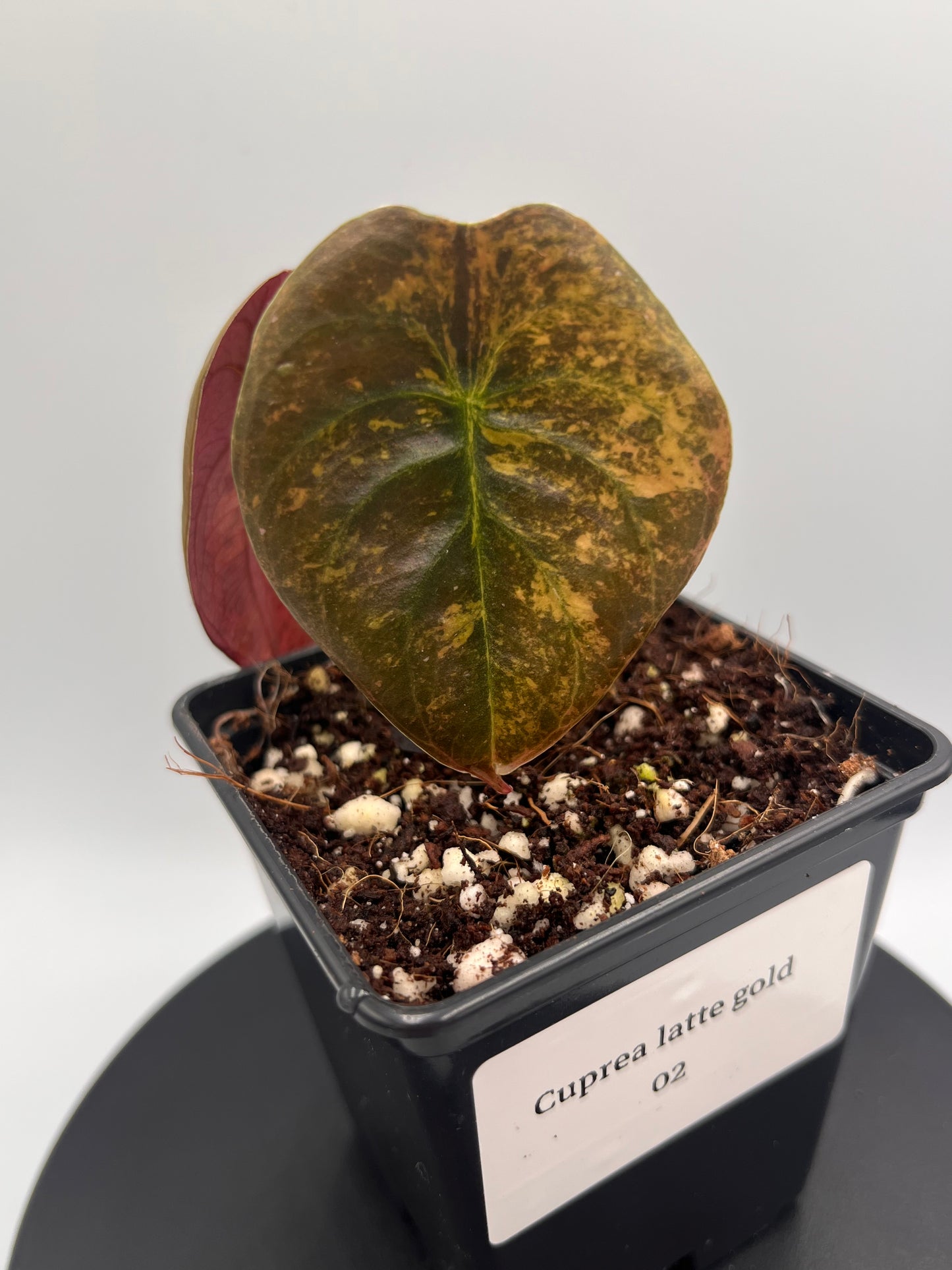 Alocasia Cuprea latte gold aurea variegated #1