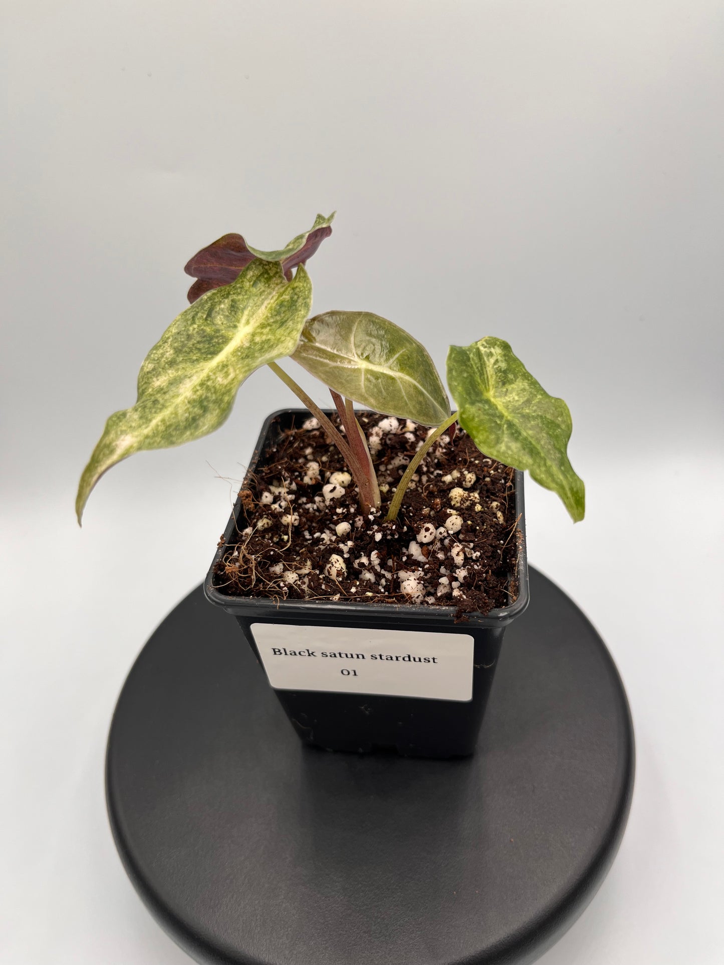 Alocasia Black Satun stardust variegated #1
