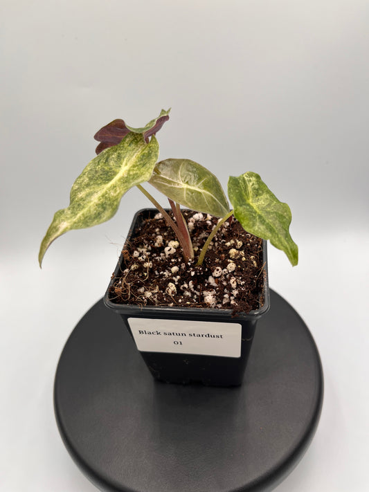 Alocasia Black Satun stardust variegated #1