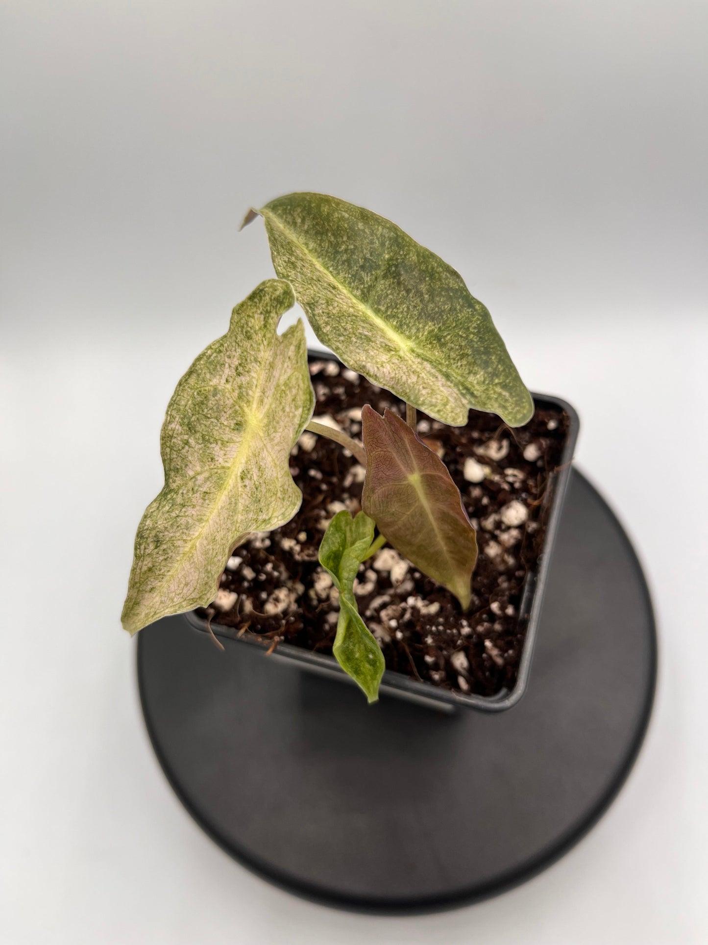 Alocasia Black Satun stardust variegated #2