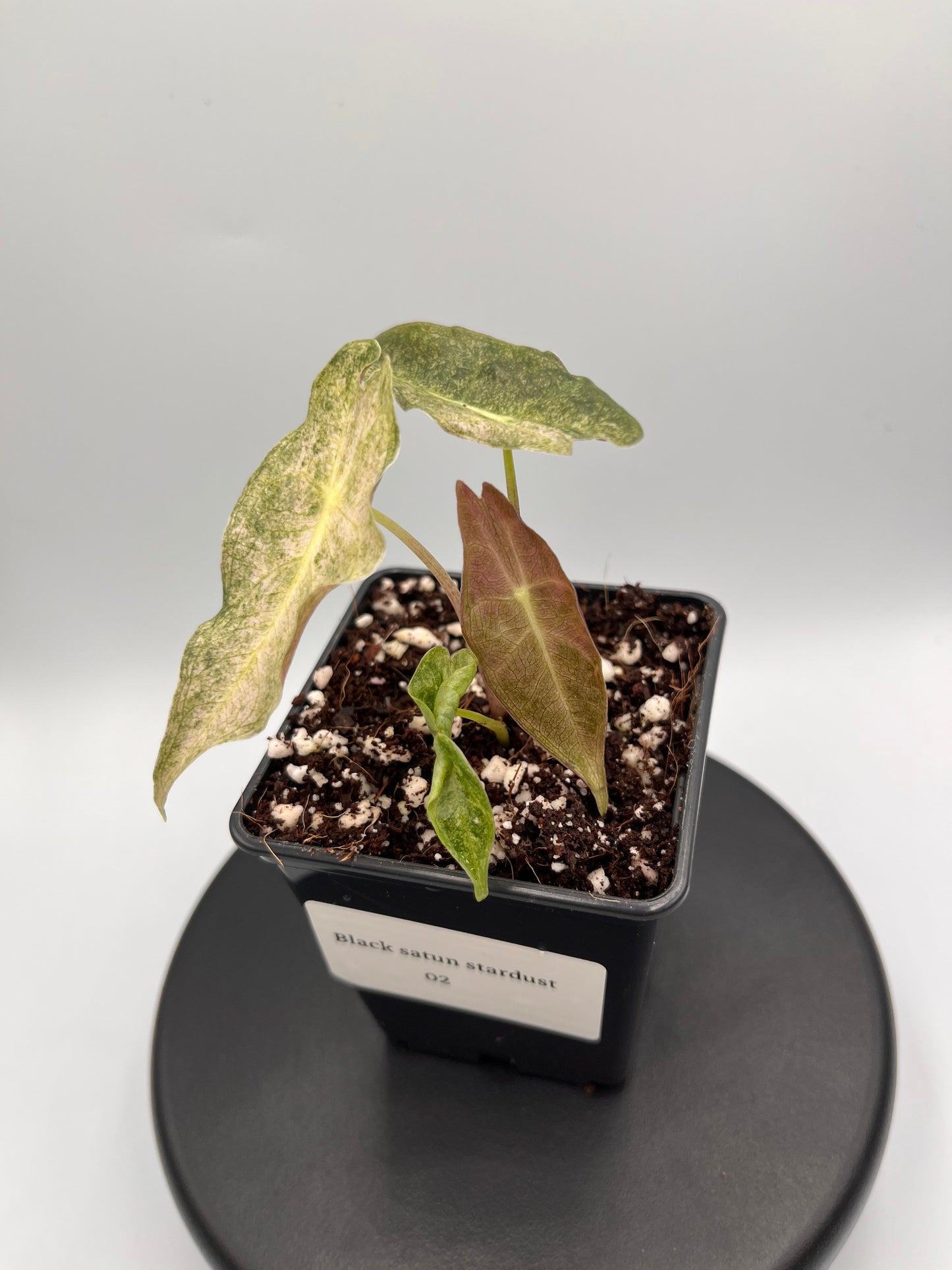 Alocasia Black Satun stardust variegated #2