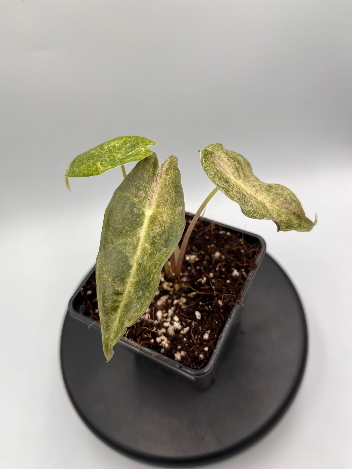 Alocasia Black Satun stardust variegated #3