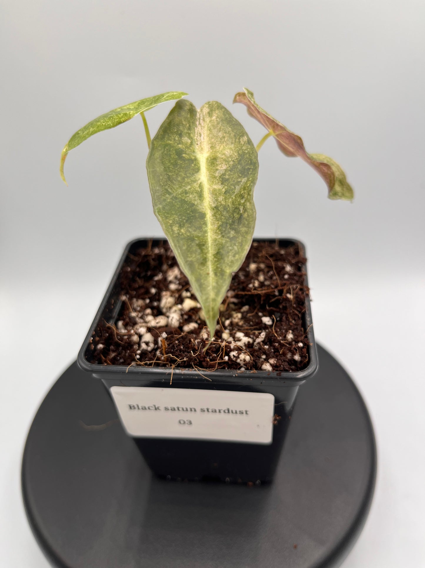 Alocasia Black Satun stardust variegated #3