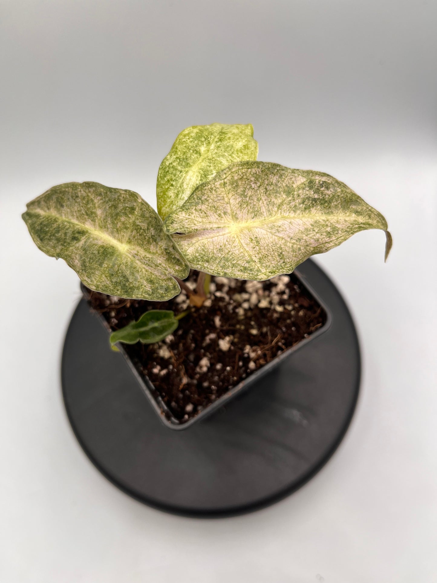 Alocasia Black Satun stardust variegated #4