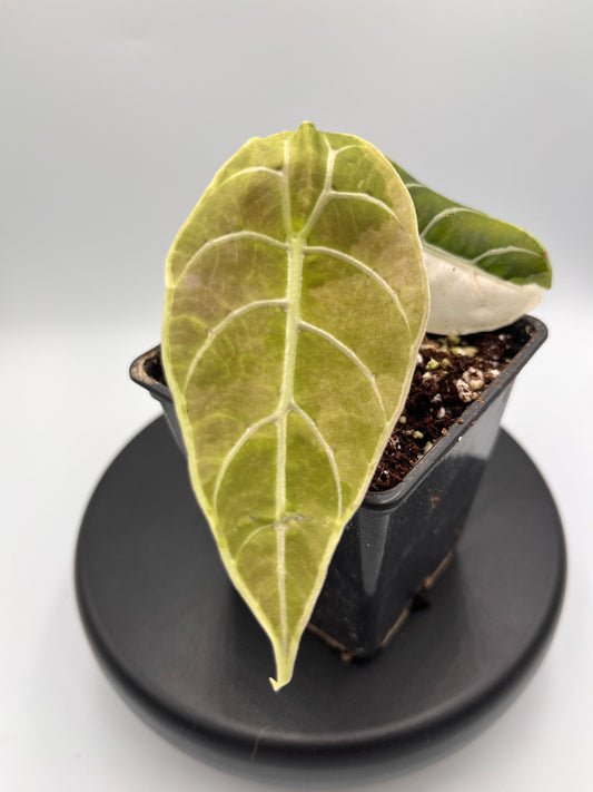 Alocasia Watsoniana albo / pink variegated #1
