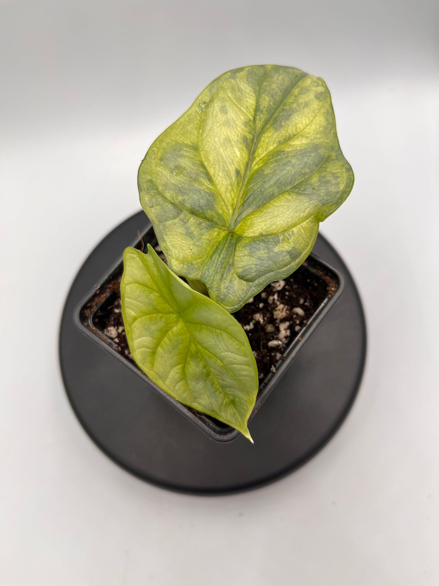 Alocasia Silver dragon aurea variegated #1