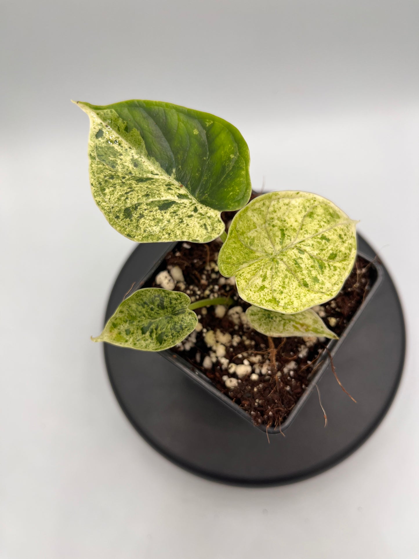 Alocasia Dragon scale mint variegated #1