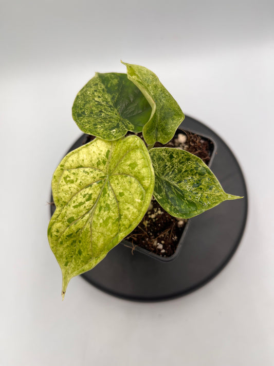 Alocasia Dragon scale mint variegated #2