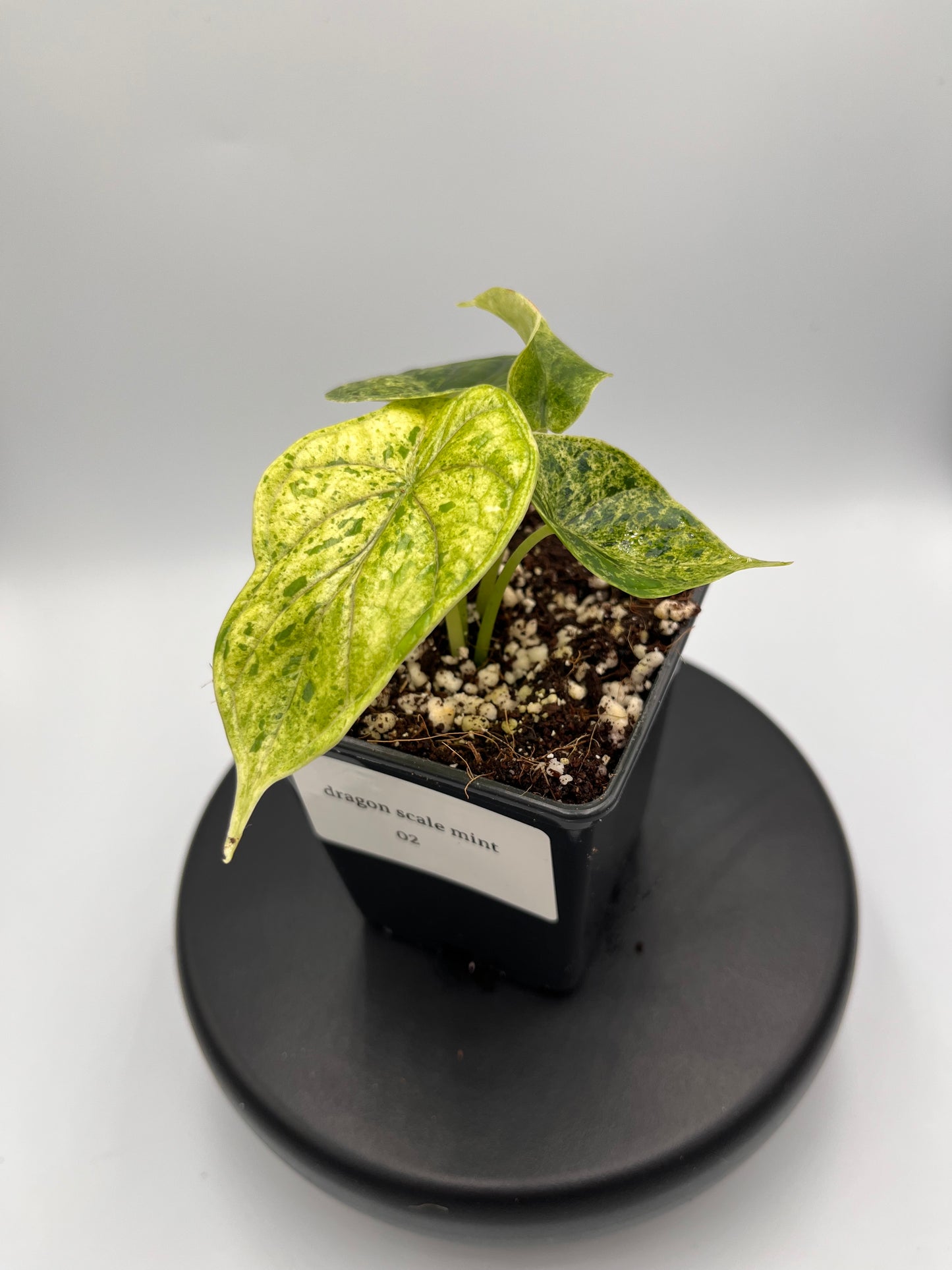 Alocasia Dragon scale mint variegated #2