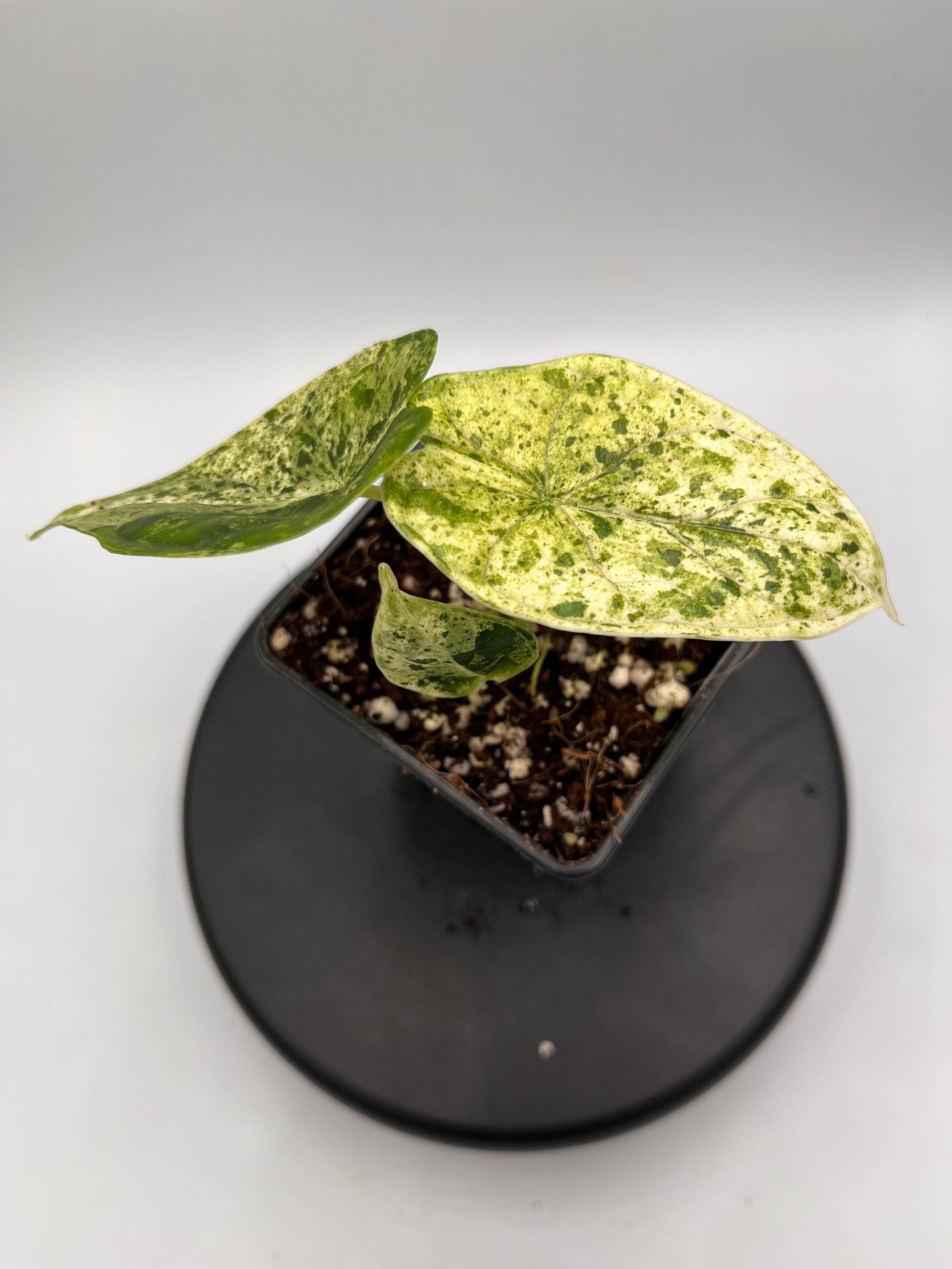 Alocasia Dragon scale mint variegated #3