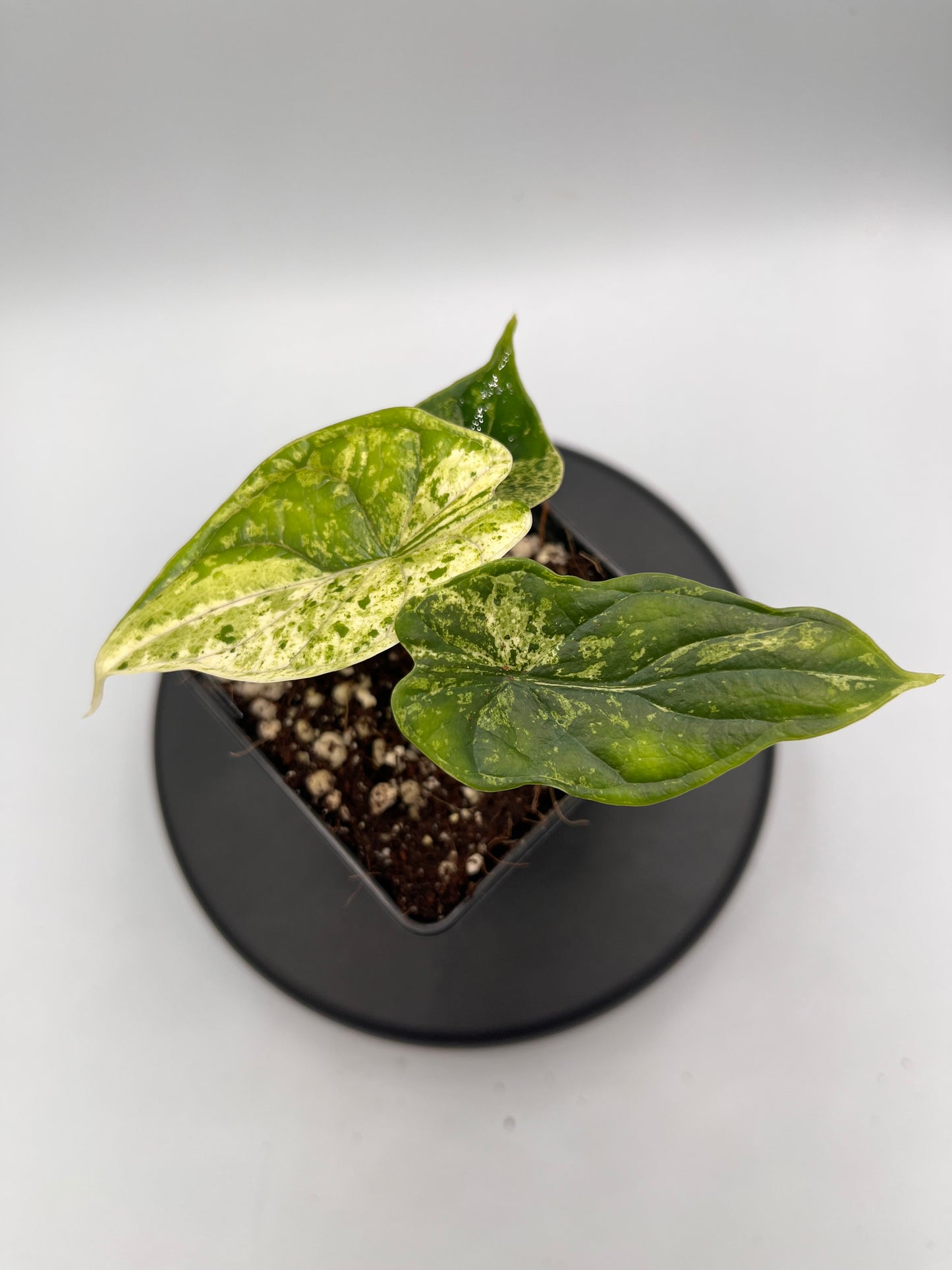 Alocasia Dragon scale mint variegated #4