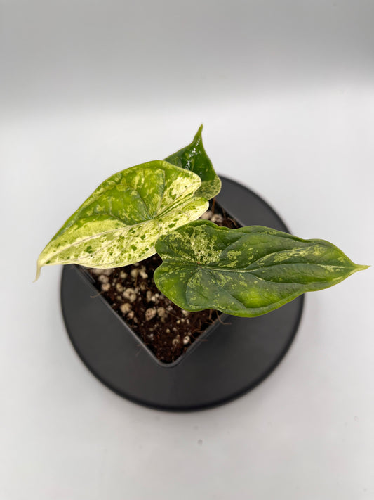 Alocasia Dragon scale mint variegated #4