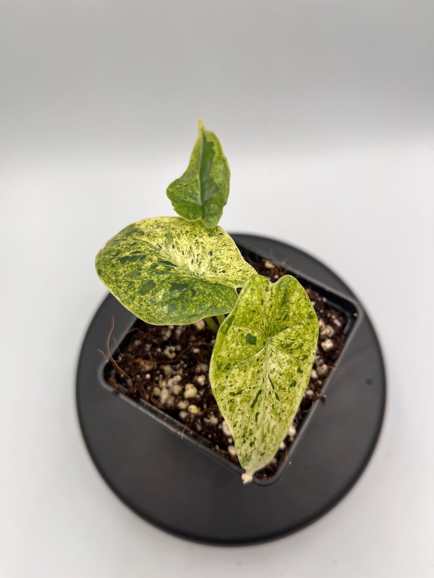 Alocasia Dragon scale mint variegated #5