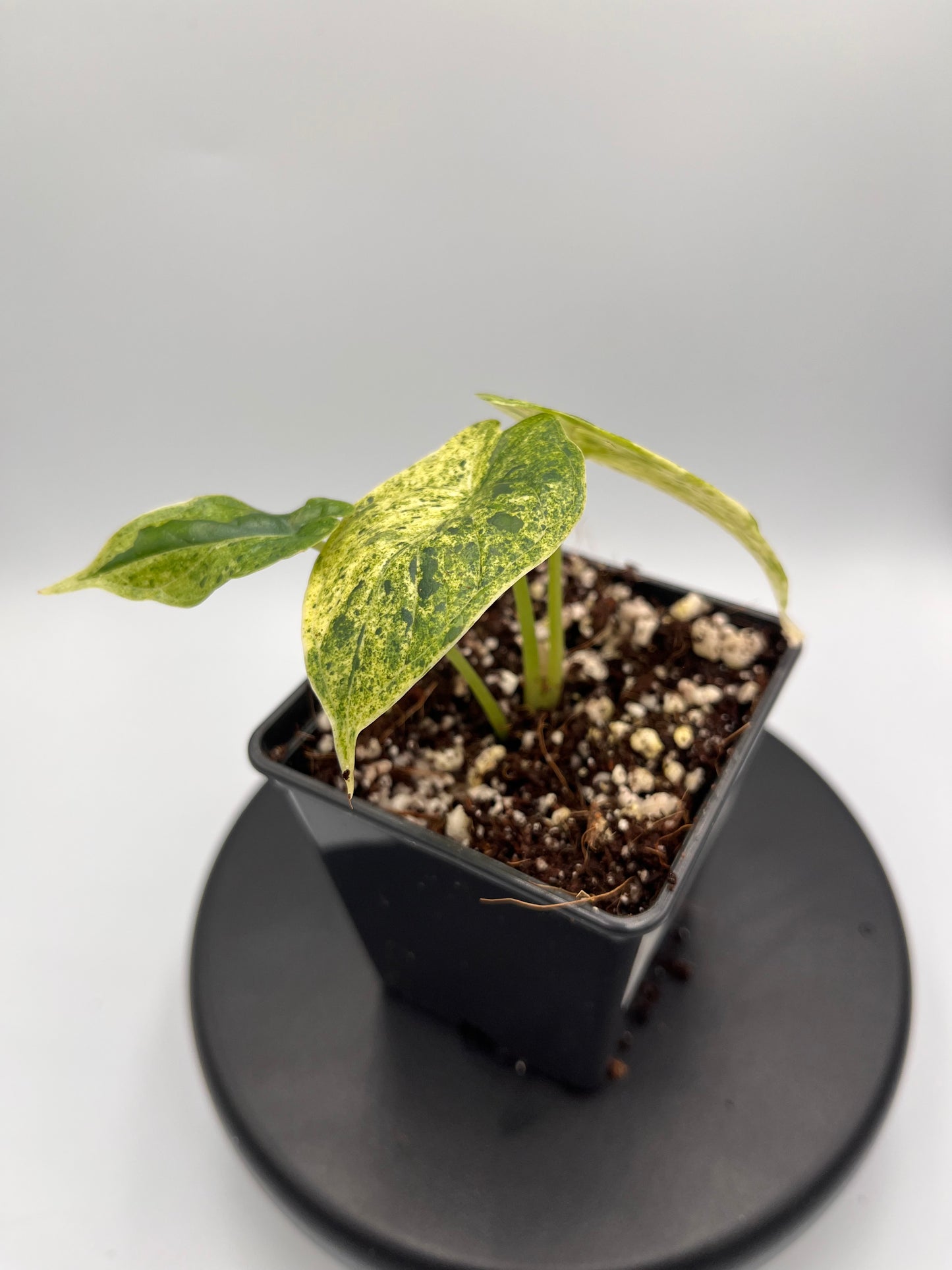 Alocasia Dragon scale mint variegated #5