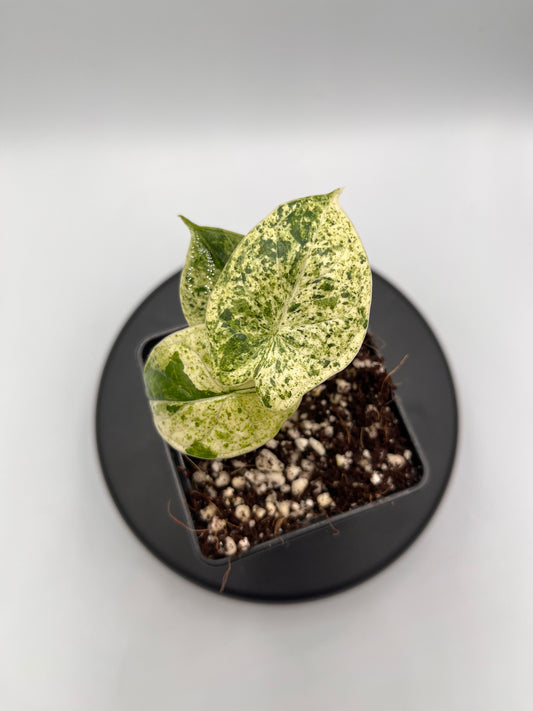 Alocasia Dragon scale mint variegated #6