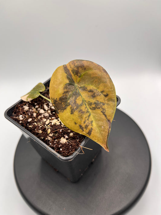 Alocasia Cuprea latte gold aurea variegated #4