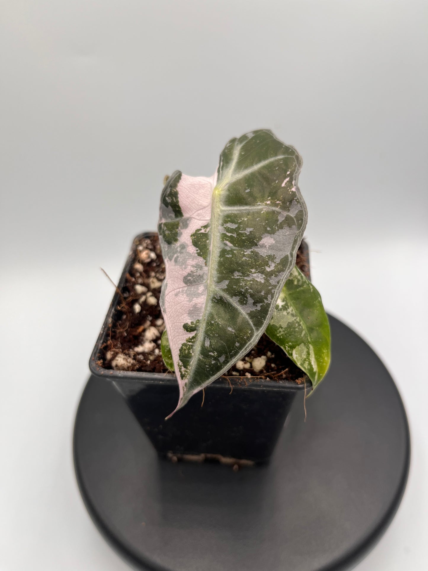 Alocasia Polly pink variegated #3