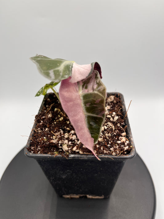 Alocasia Polly pink variegated #3