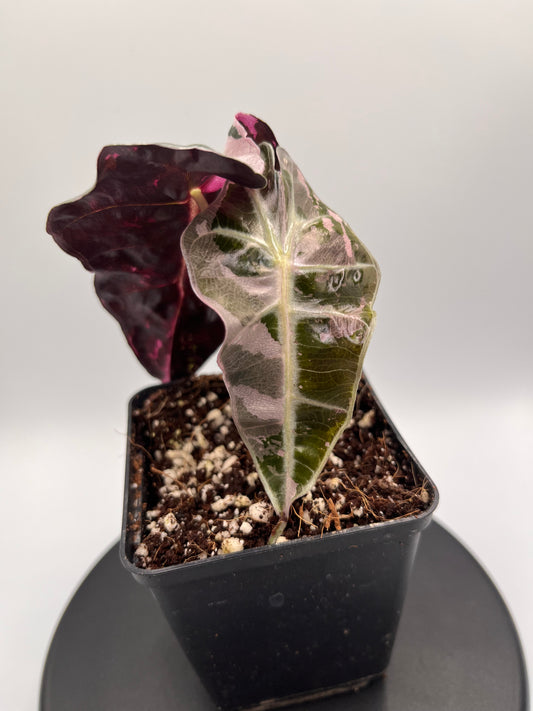 Alocasia Polly pink variegated #4