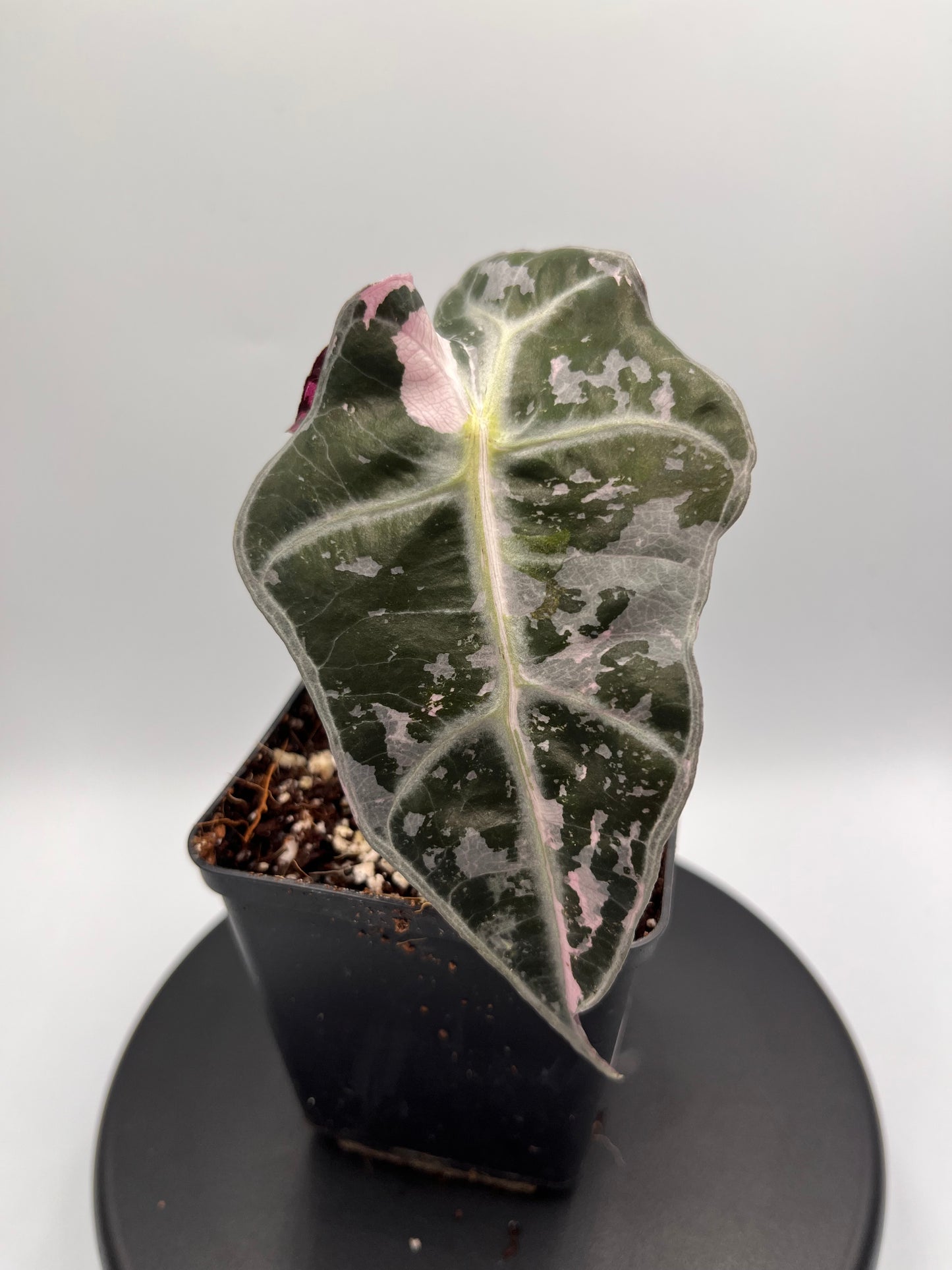 Alocasia Polly pink variegated #4