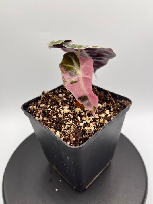 Alocasia Polly pink variegated #5