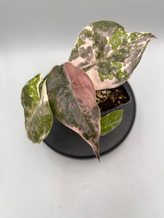 Alocasia Wentii albo / pink variegated