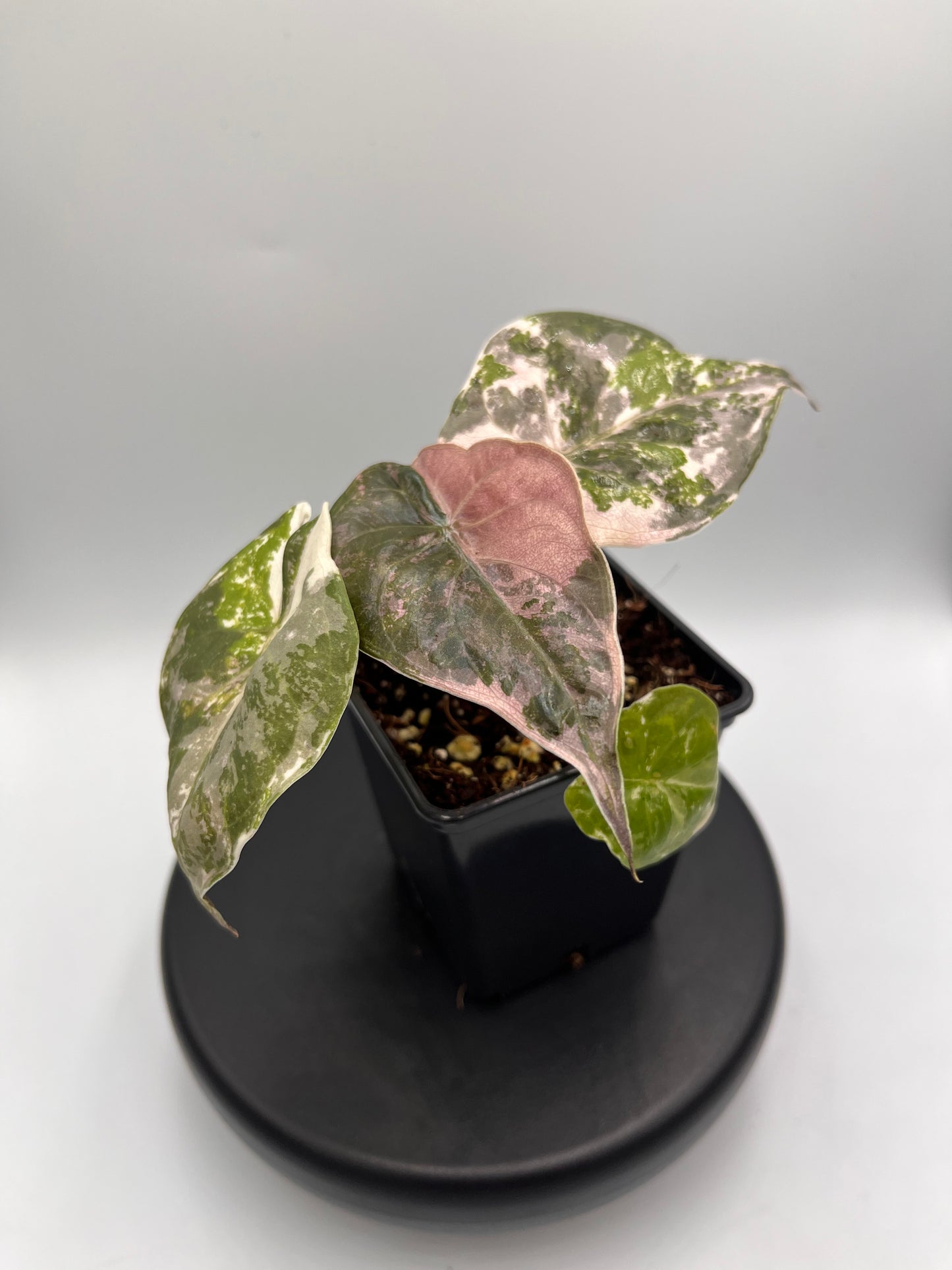 Alocasia Wentii albo / pink variegated