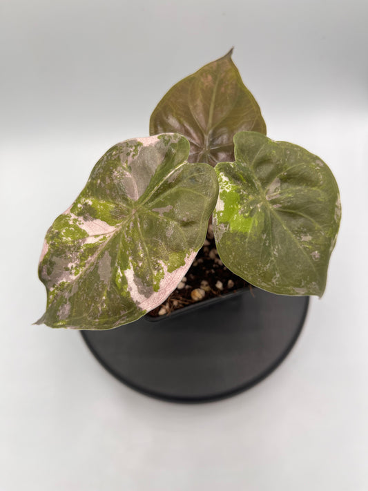 Alocasia Wentii albo / pink variegated