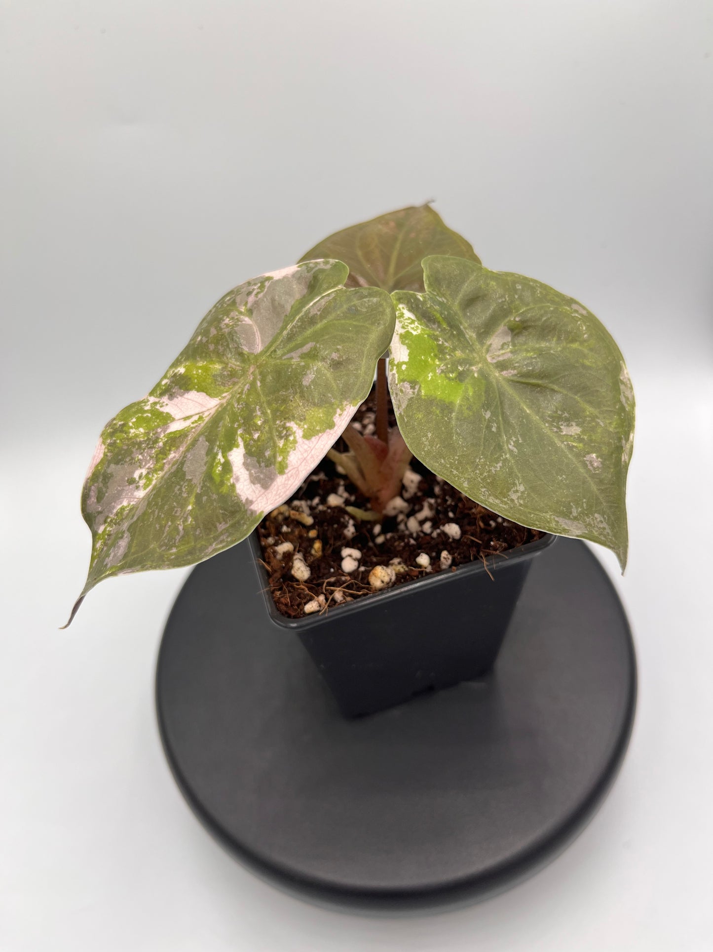Alocasia Wentii albo / pink variegated