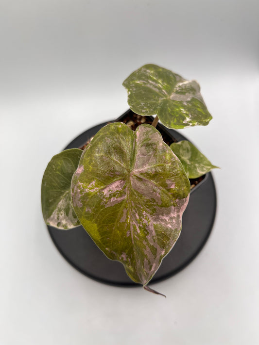 Alocasia Wentii albo / pink variegated