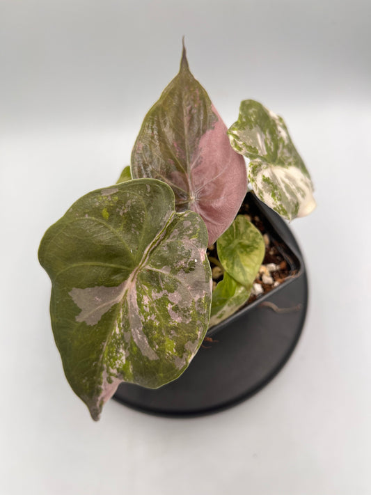 Alocasia Wentii albo / pink variegated