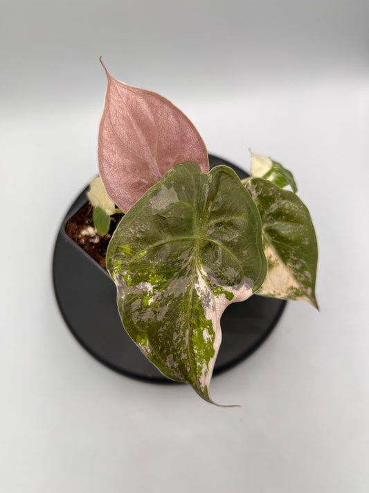 Alocasia Wentii albo / pink variegated