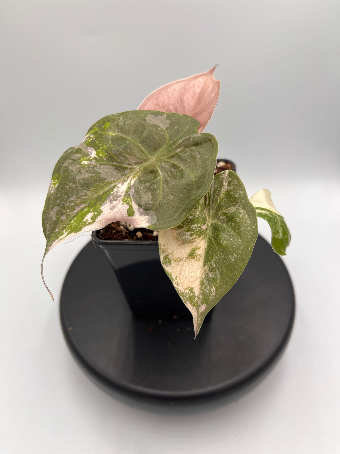 Alocasia Wentii albo / pink variegated