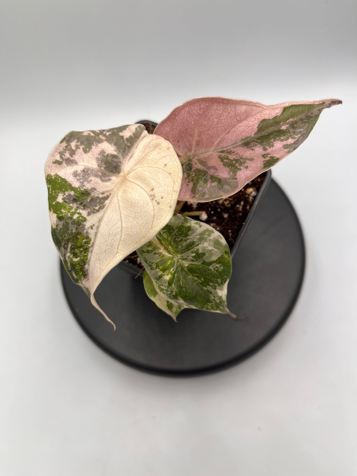 Alocasia Wentii albo / pink variegated