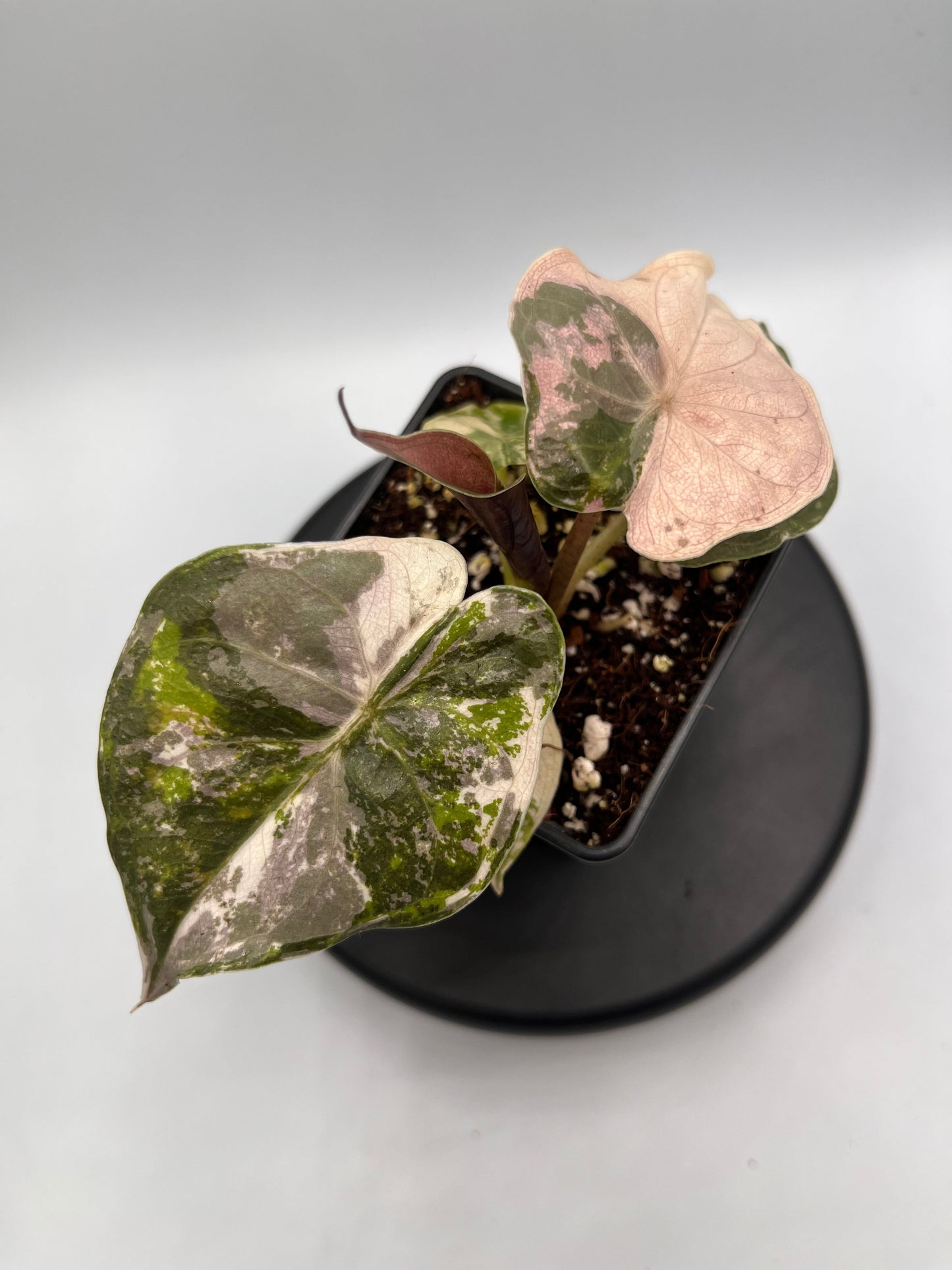 Alocasia Wentii albo / pink variegated