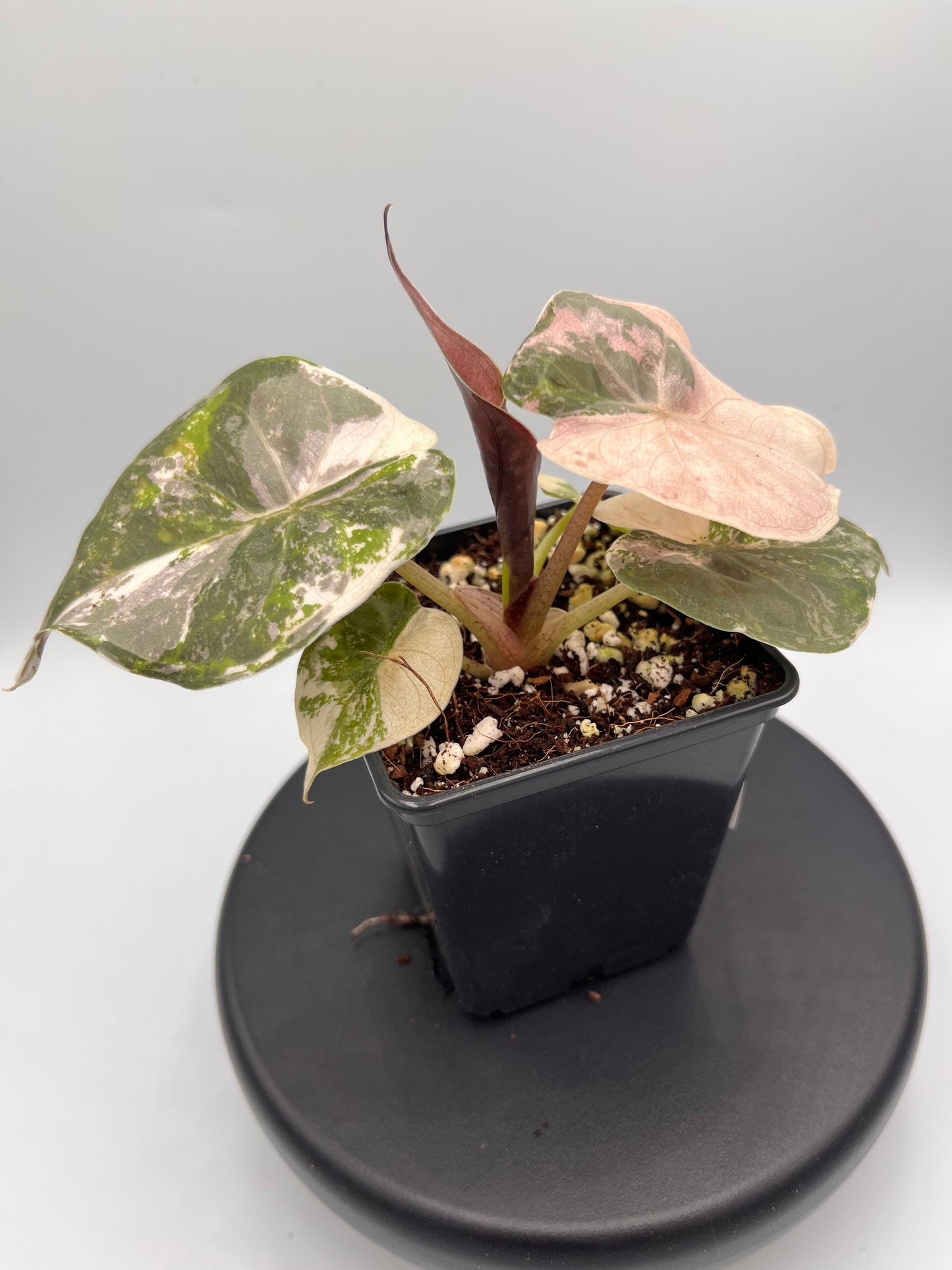 Alocasia Wentii albo / pink variegated