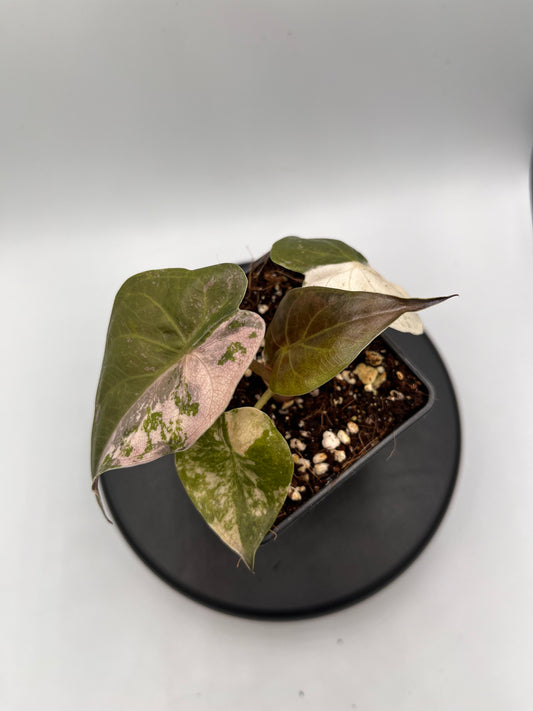 Alocasia Wentii albo / pink variegated