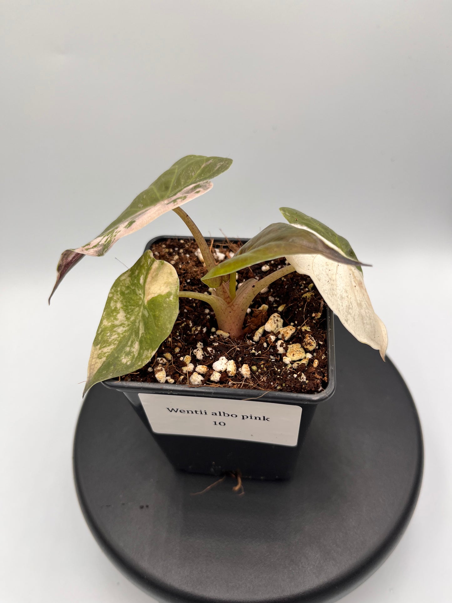 Alocasia Wentii albo / pink variegated