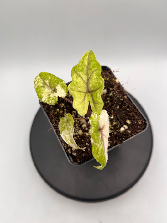 Alocasia Tandurusa aurea variegated #5