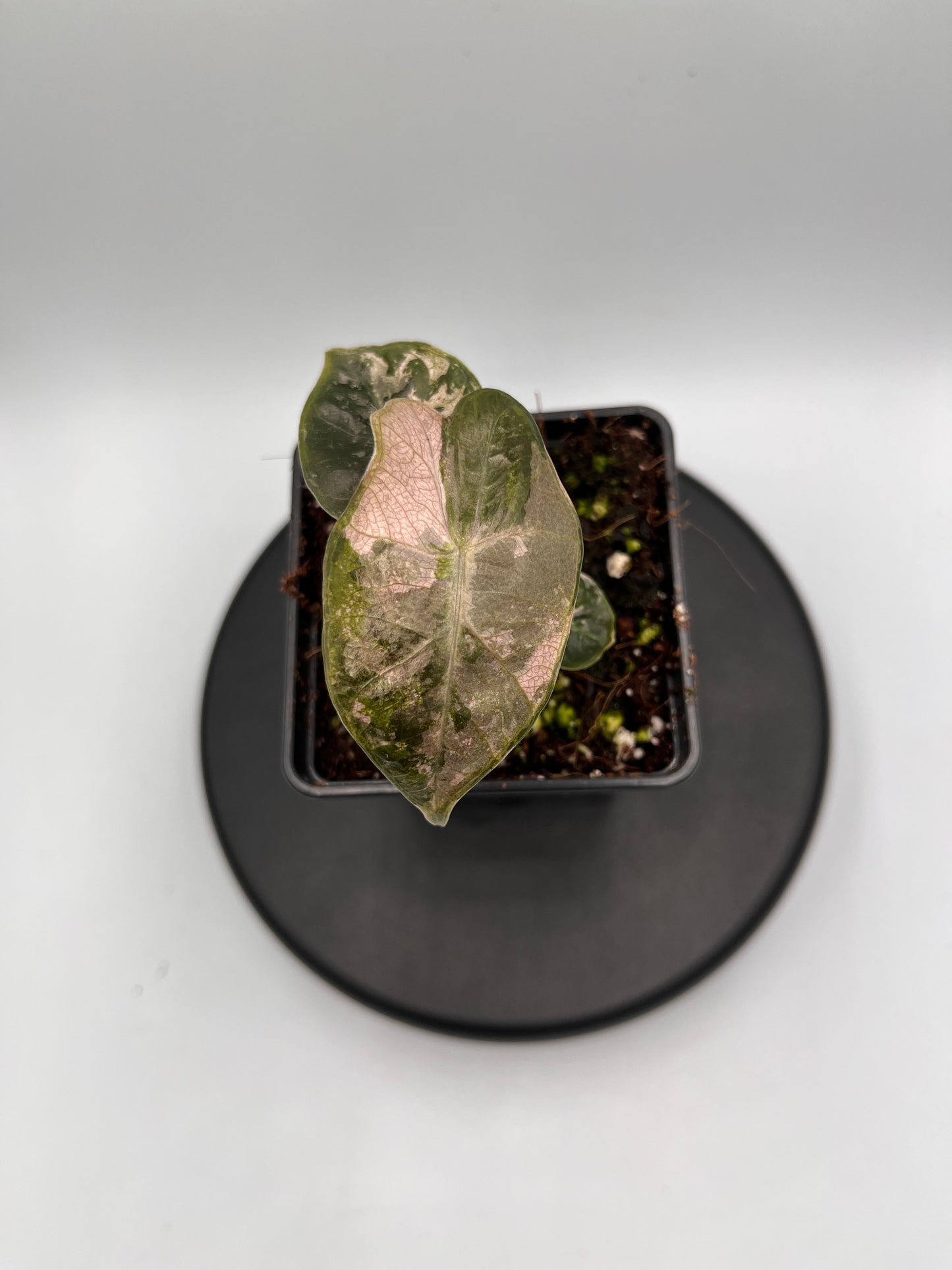 Alocasia pseudo Sanderiana pink variegated #1