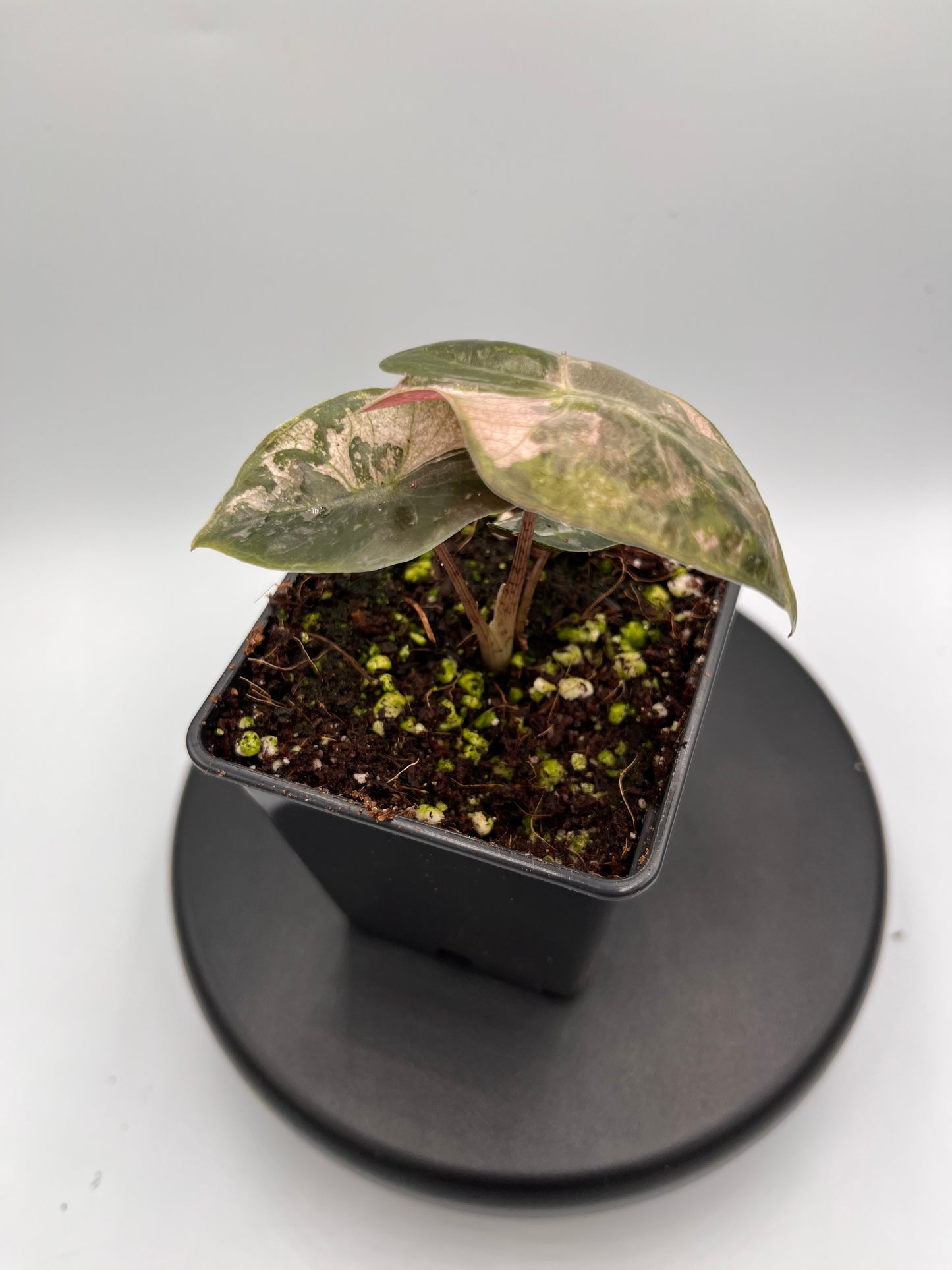 Alocasia pseudo Sanderiana pink variegated #1