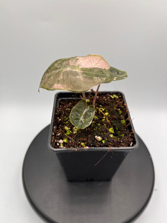 Alocasia pseudo Sanderiana pink variegated #2