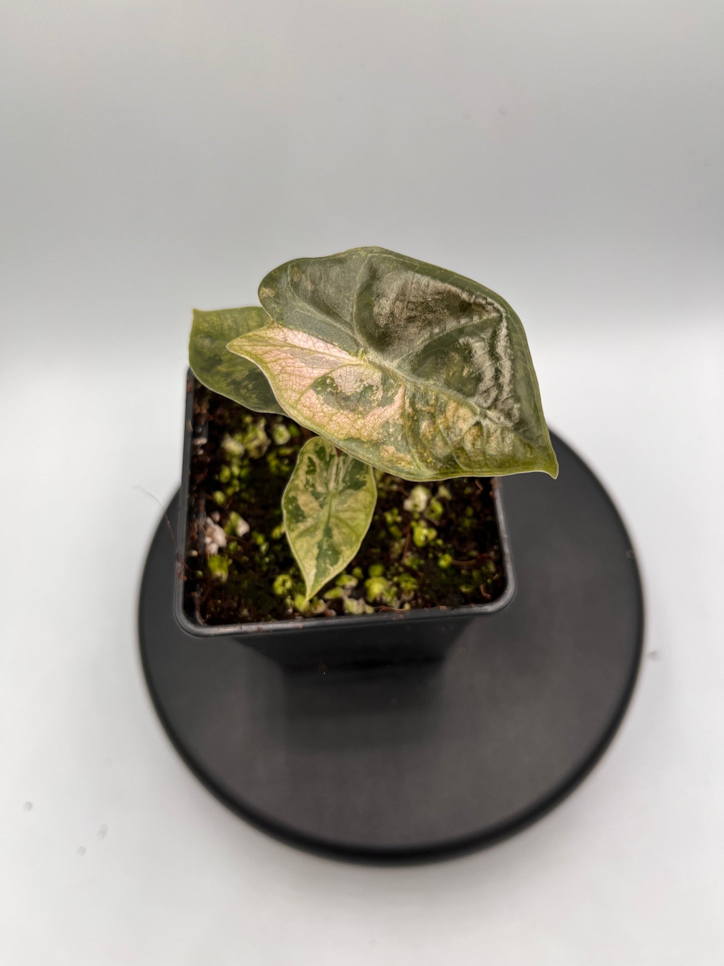 Alocasia pseudo Sanderiana pink variegated #1